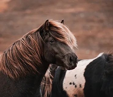 斗球